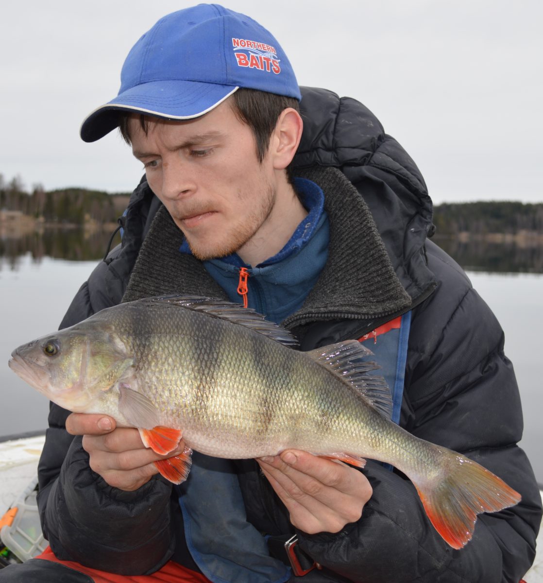 Rå norsk abbor innmelding.