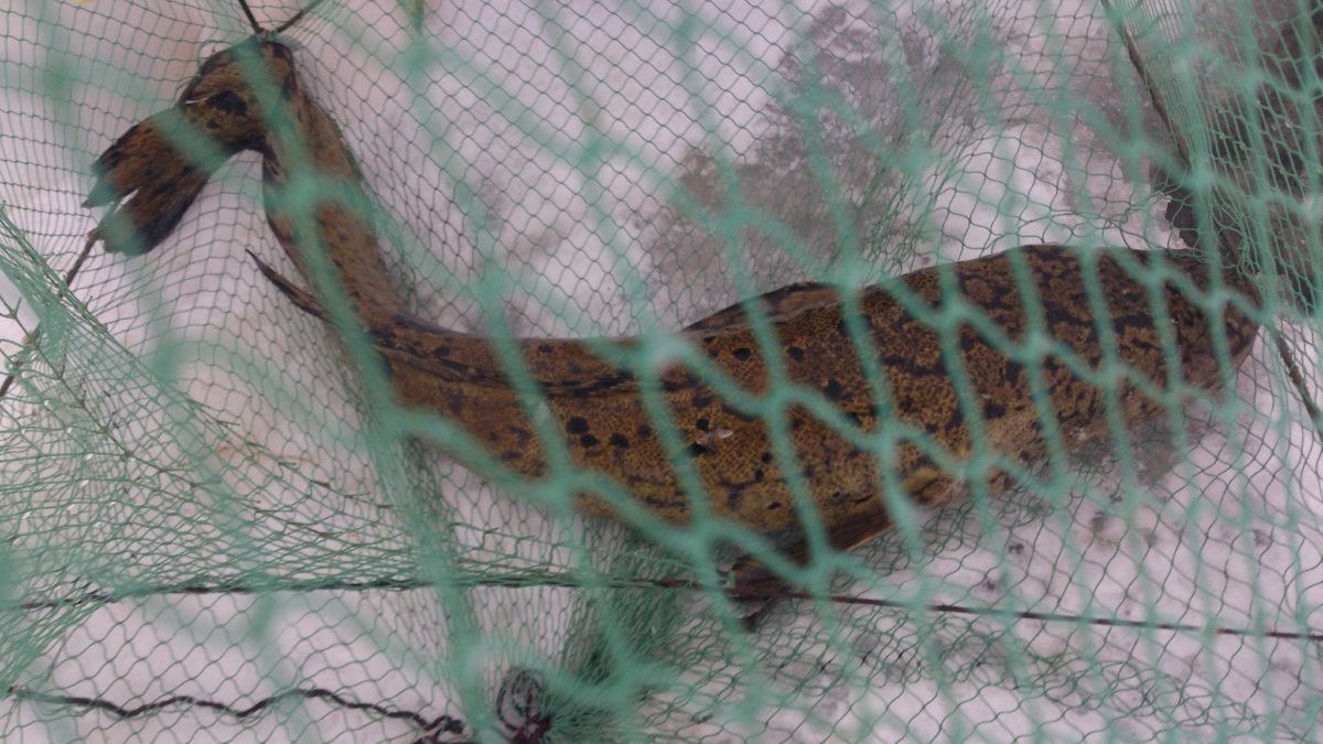 &laquo;Så jædra fina dom æ&raquo; Lakefiske i Arvika