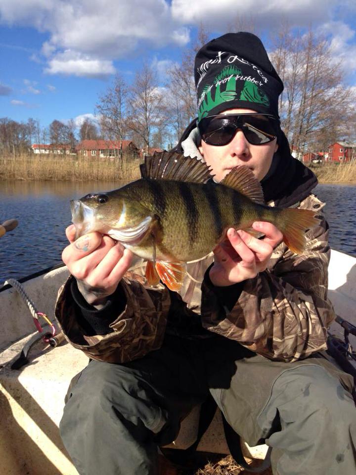 Skinnet med to flotte abborer.