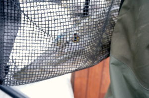 Ikke så blid da hun ble lagt i veienettet