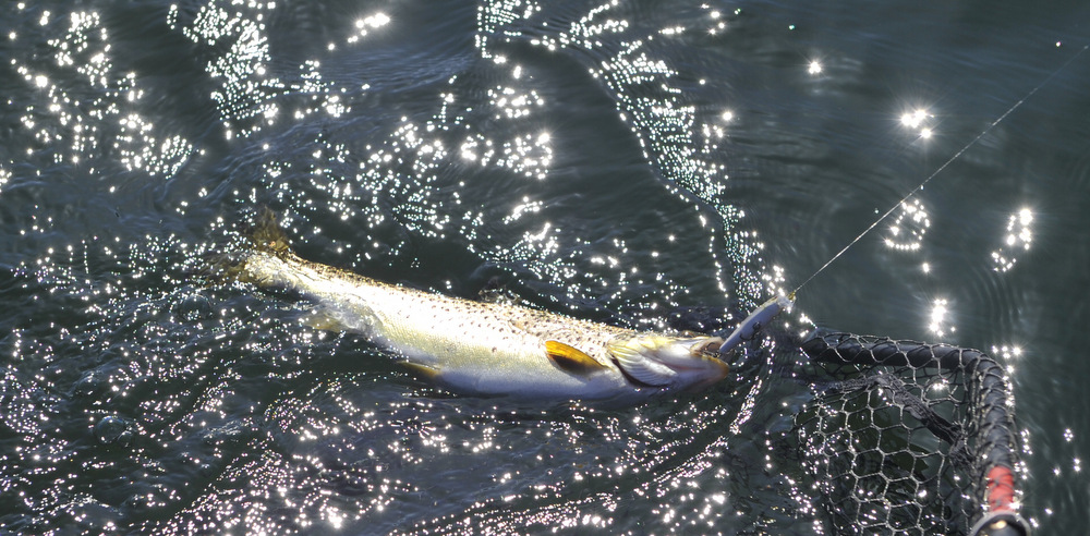 En ny fiskefilm nesten fri for fisk fra pikewallis. Denne gangen har jeg gleden av å ha med meg Henriksen Jr.