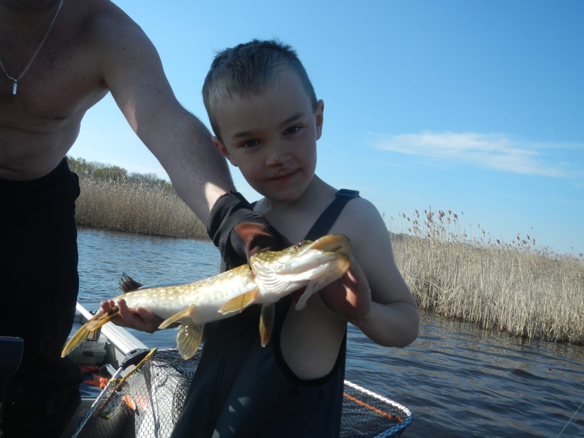 Herlig gjedde av Adam Norrmèn