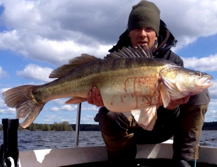 Nytt inofficiellt svenskt rekord på gös till Henrik Blom! (fisheco News)
