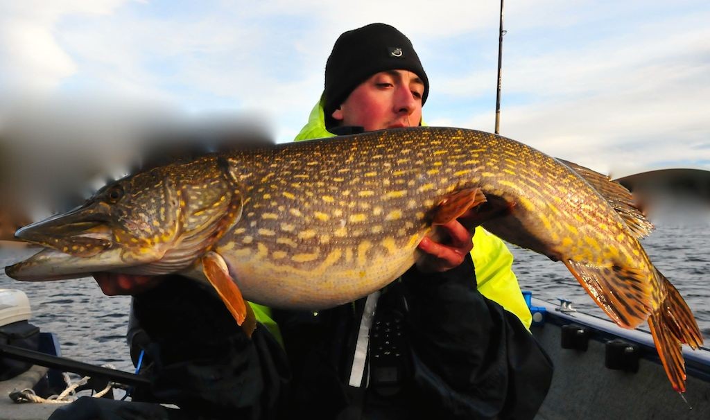 Vertikalfiske med Agnfisk etter gjedde..