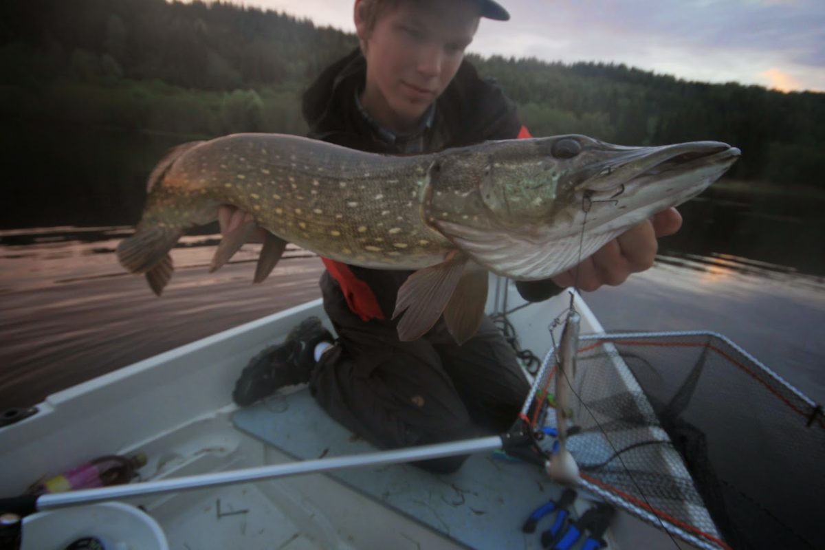 Jeg, Julian og Bjørnar dro for å fiske gjedde i et lokalt vann her i Trøndelag.
