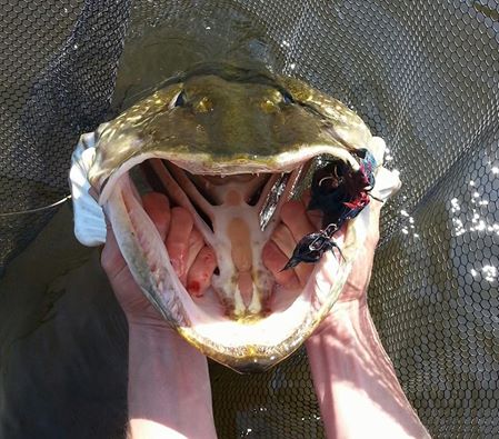 Stille strengere krav til innmeldingene.