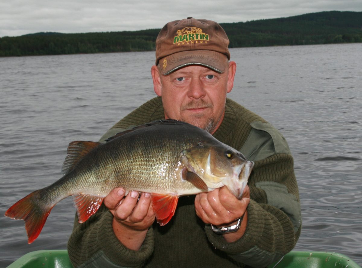 Meget flotte abborer fra Bjørn
