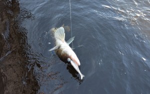 Nitro Sprat Finesse lurade en gös