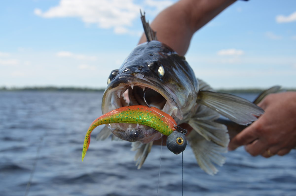 Långa dagar med svårt fiske.