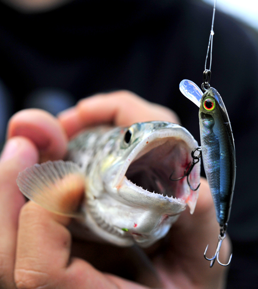 Etter ørret på Elvesæter 2014