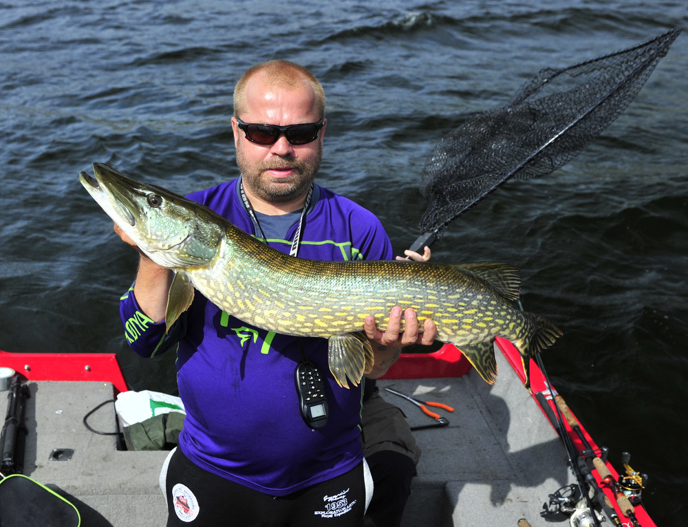 Walmann melder inn en 6+ fisk.