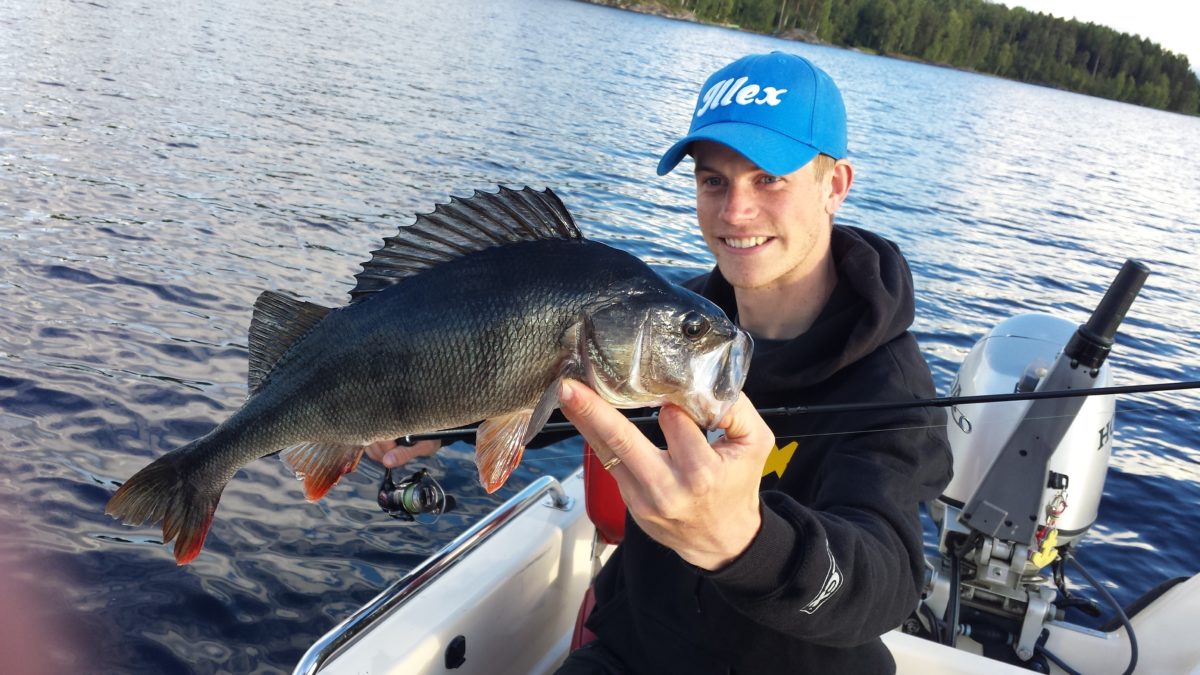 Per Stenberg med 3 stk 1+ abborer.