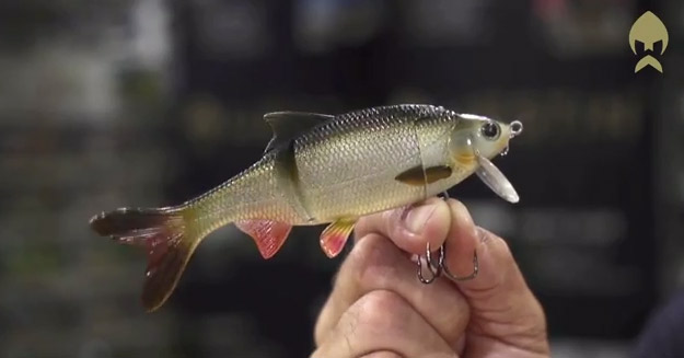 Ricky the roach pool demo. Et bete du garantert vil bli glad i.