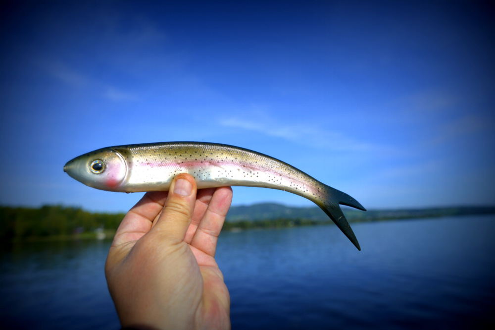 Jeg presenterer Mr whiggley. Jeg = Erik