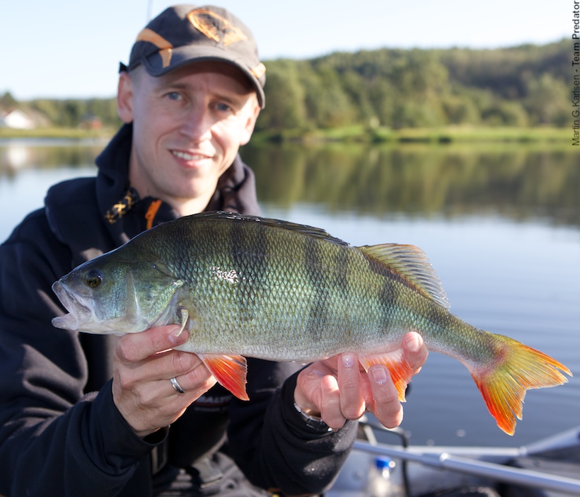 Martin Karlsen med tre fine abborer.