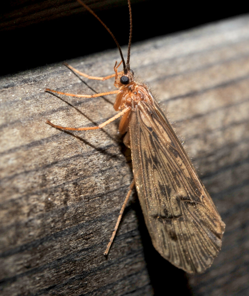 1-_PC14705