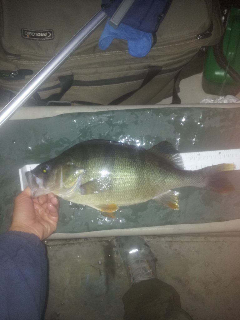 1880gr og 48cm 
