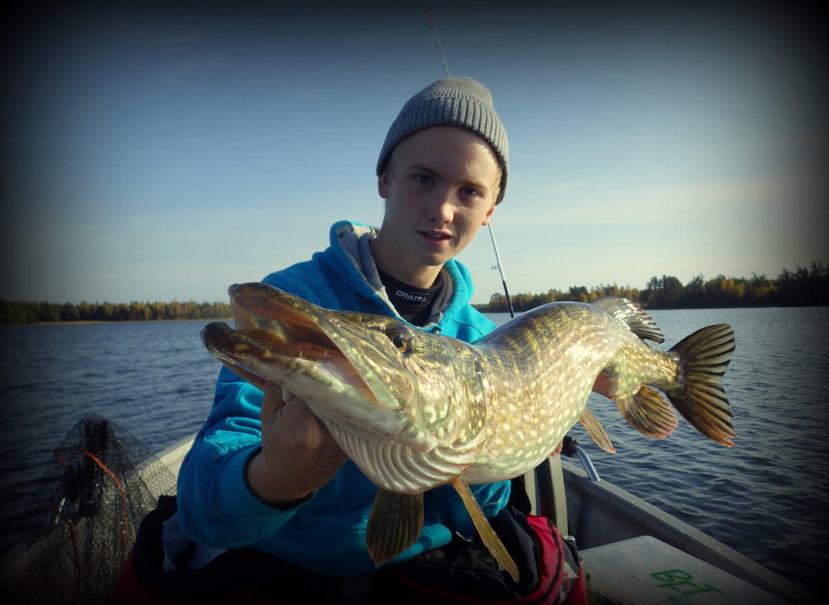 Simon Ingvald med sin syvende fisk inn i konkurransen.