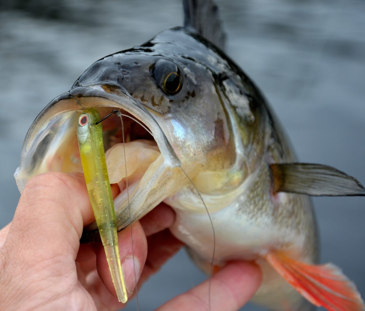 Bottenpluggens förbannelse.
