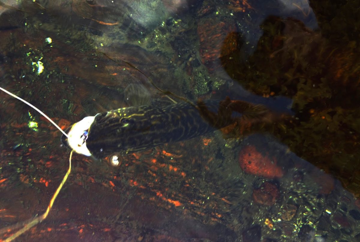 Little pike på fisketur :-)