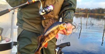 Abborre tagen på Carolina rigg i December. Var tvungen att fiska långsamt nära botten