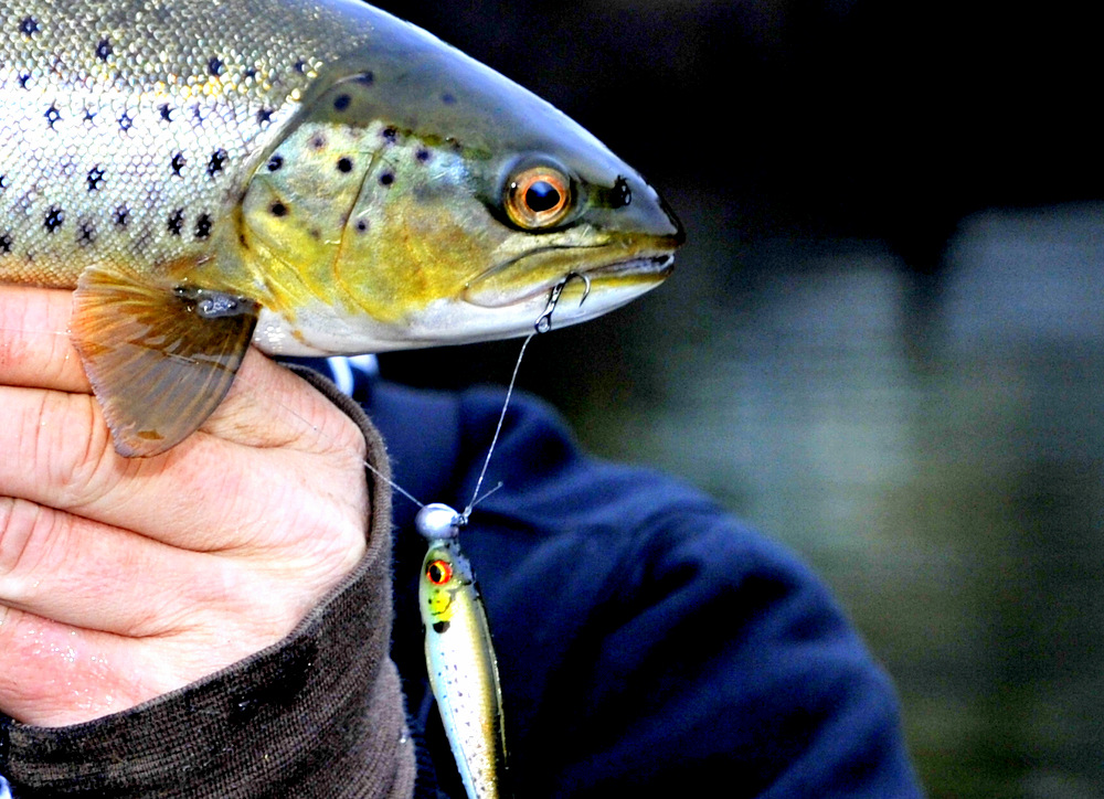 En ny tur etter SØ. Sel og is var forsatt et problem.