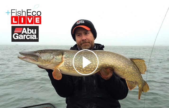 LIVEfiske efter vårgädda med Svartzonker nu på söndag!