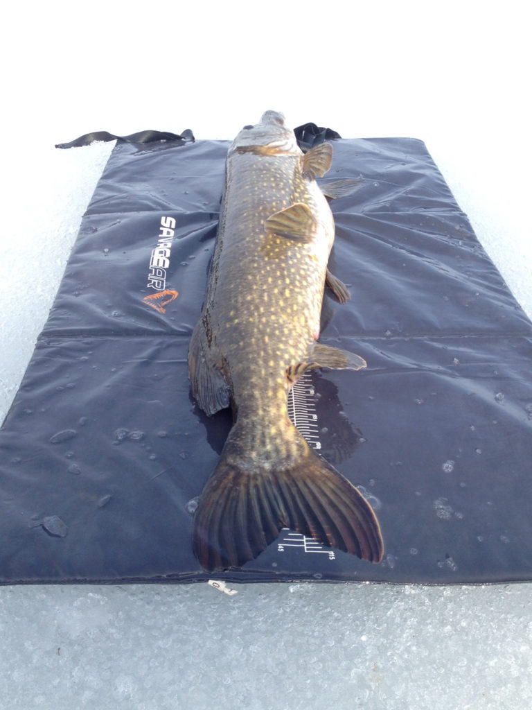 9050g 115cm2