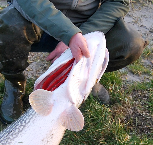 Lucky Lure go for the big pike 137cm !!!!