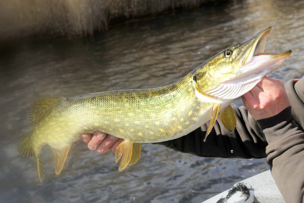 Det ble for det meste grisprat.