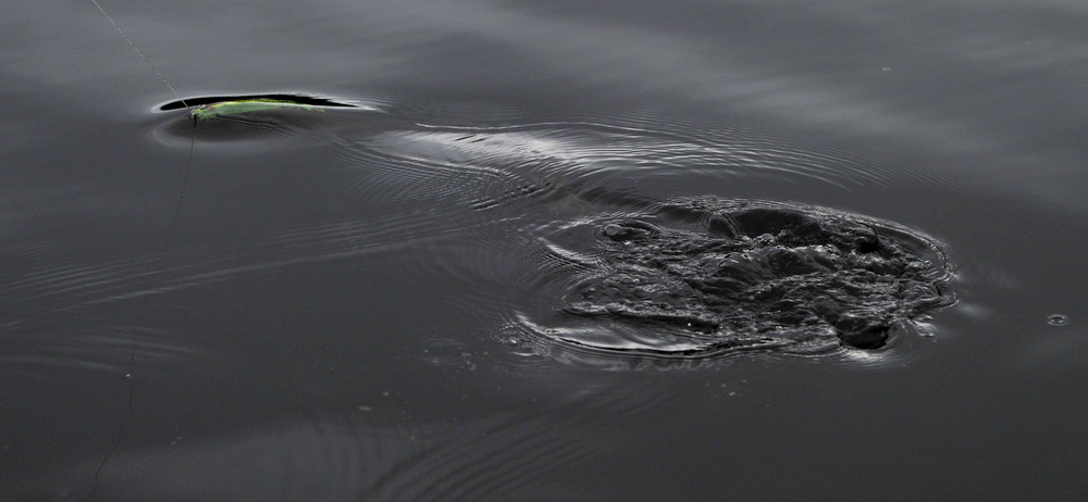 fisk i vann