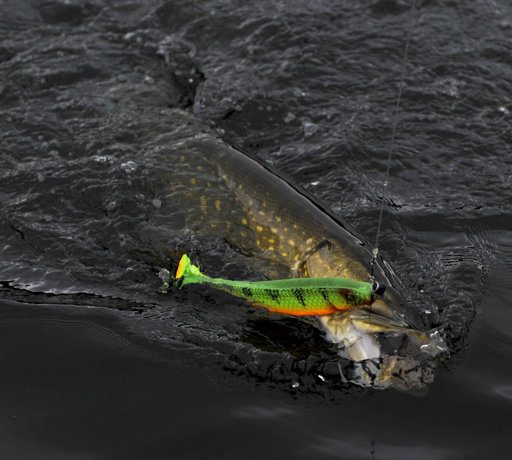 fisk i vann