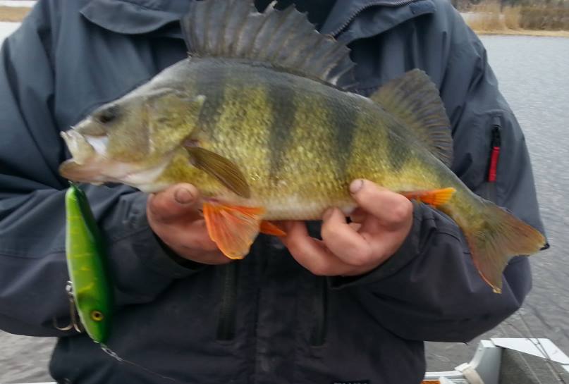 1180g på Thomas  Brobait Olsen