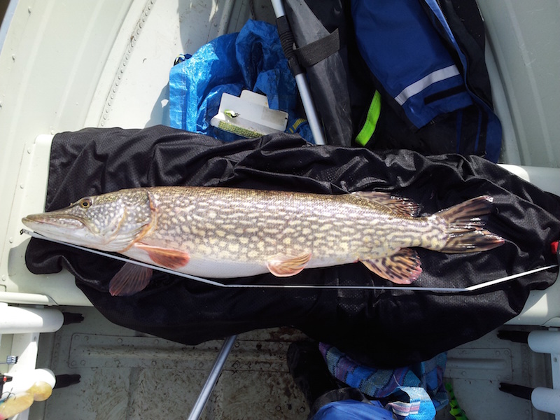 Kristoffer Enger bytter ut en fisk..