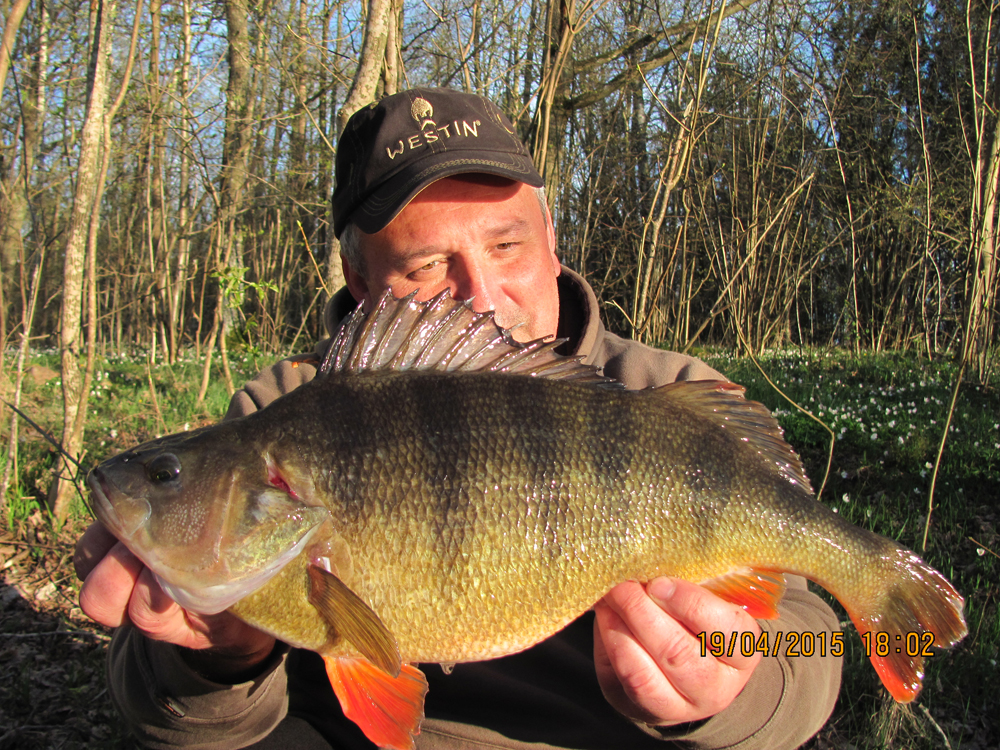 Abborkonkurransen mot ny rekord.