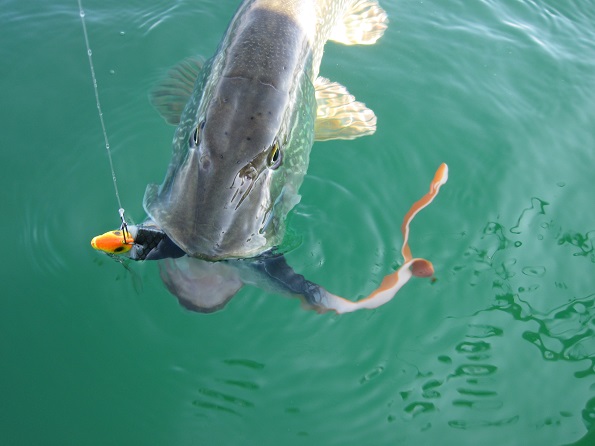LE DEXTER EEL. (på franske)