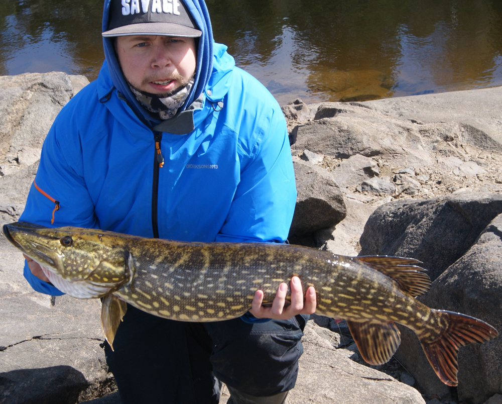 Frank  Jørgensen med 3 gäddor