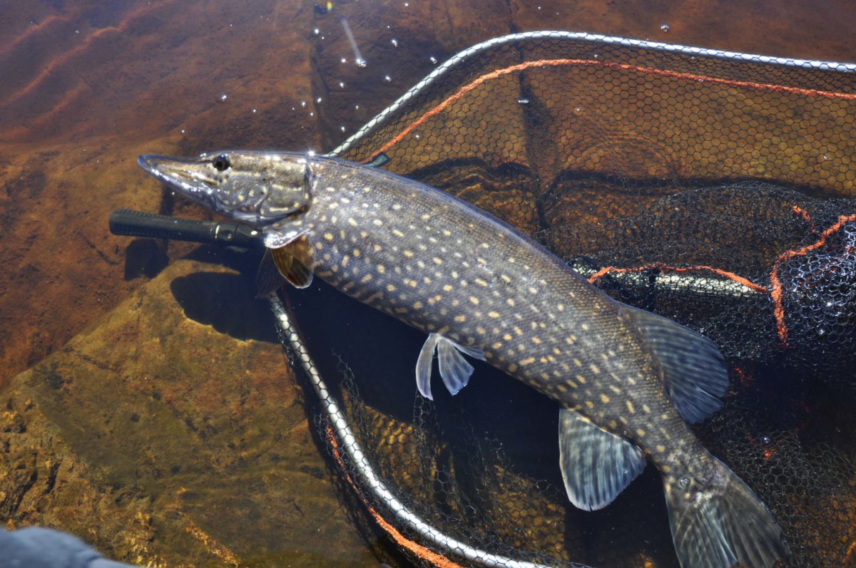 Solskensgädda innan jobbet