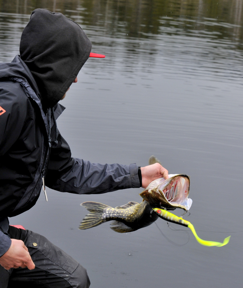 velkommen til fiske i Glomma.