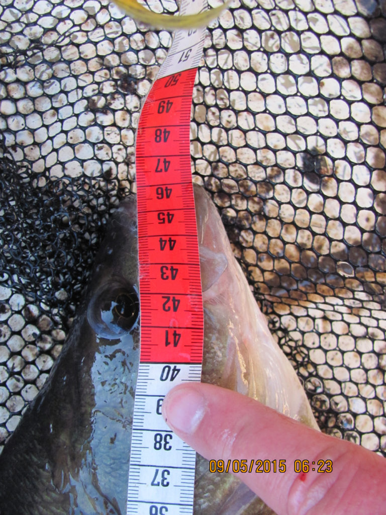 1554e7d79e6c90---Abborre 1540 gr 46 cm Hossmo 2015-05-09 003