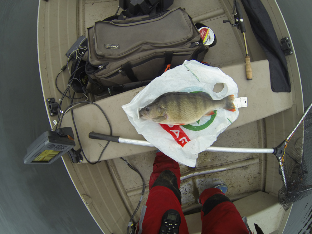 Två fina abborrar på Bjørnar Simensen