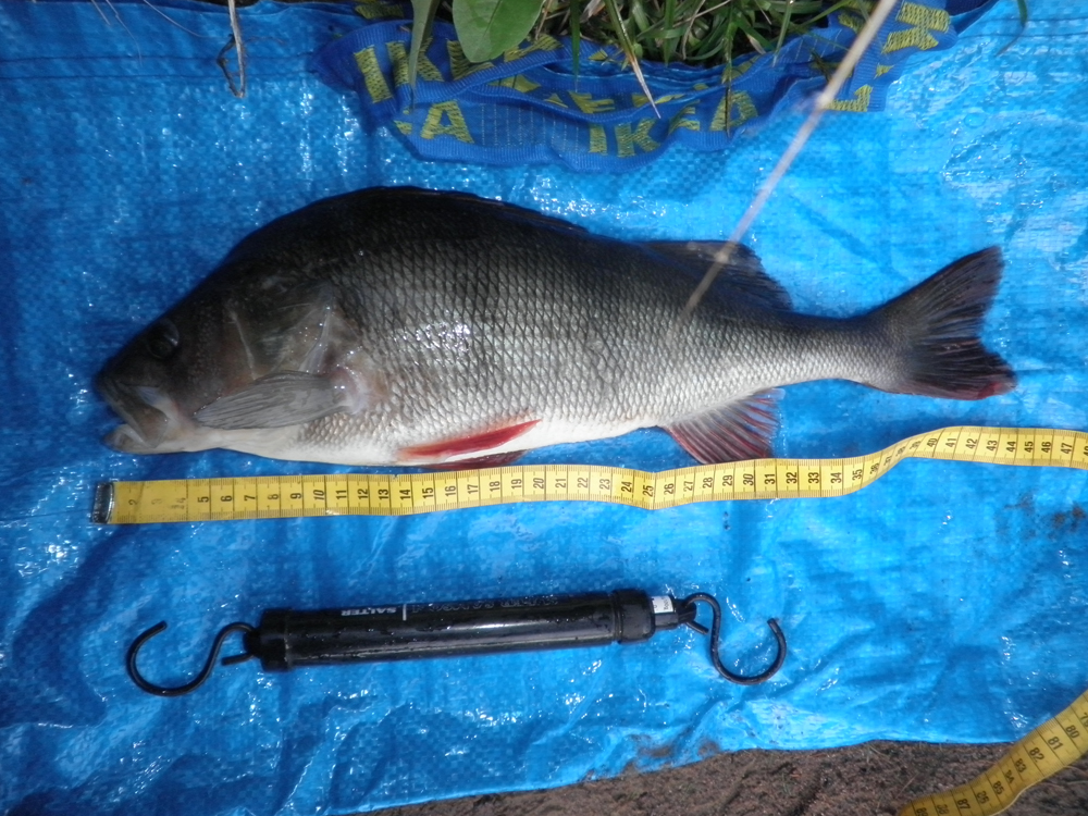 1005g Peter Berggren