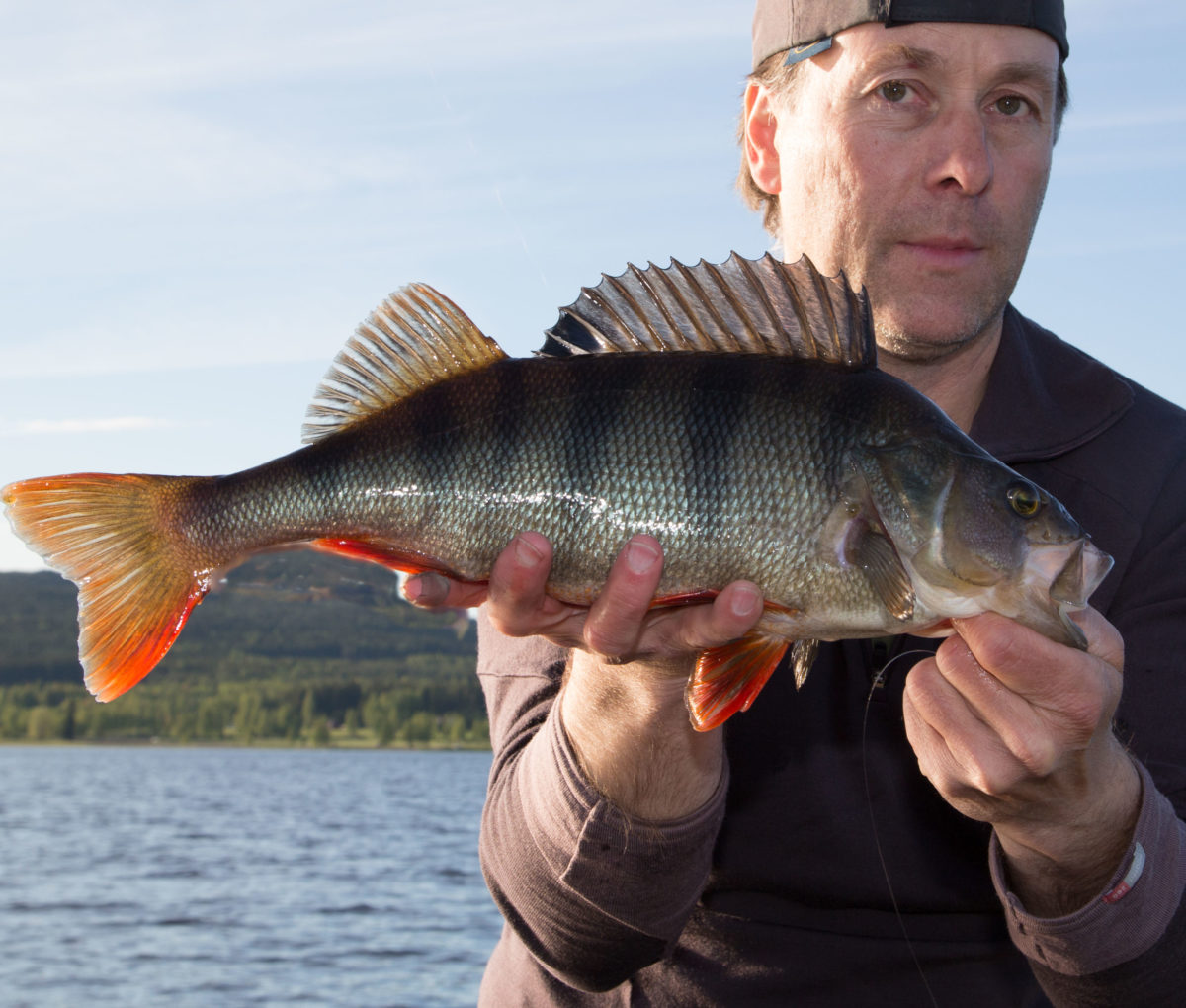 Johan Holmberg abborre x2