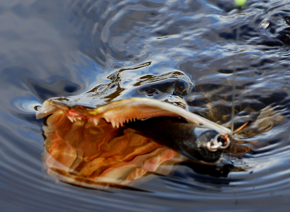 Walmann snakker om topwater fiske.