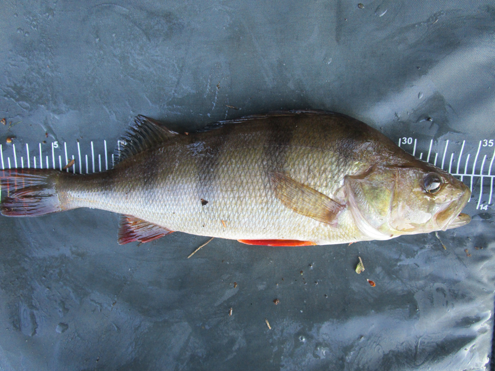 550g Marcus Lundberg