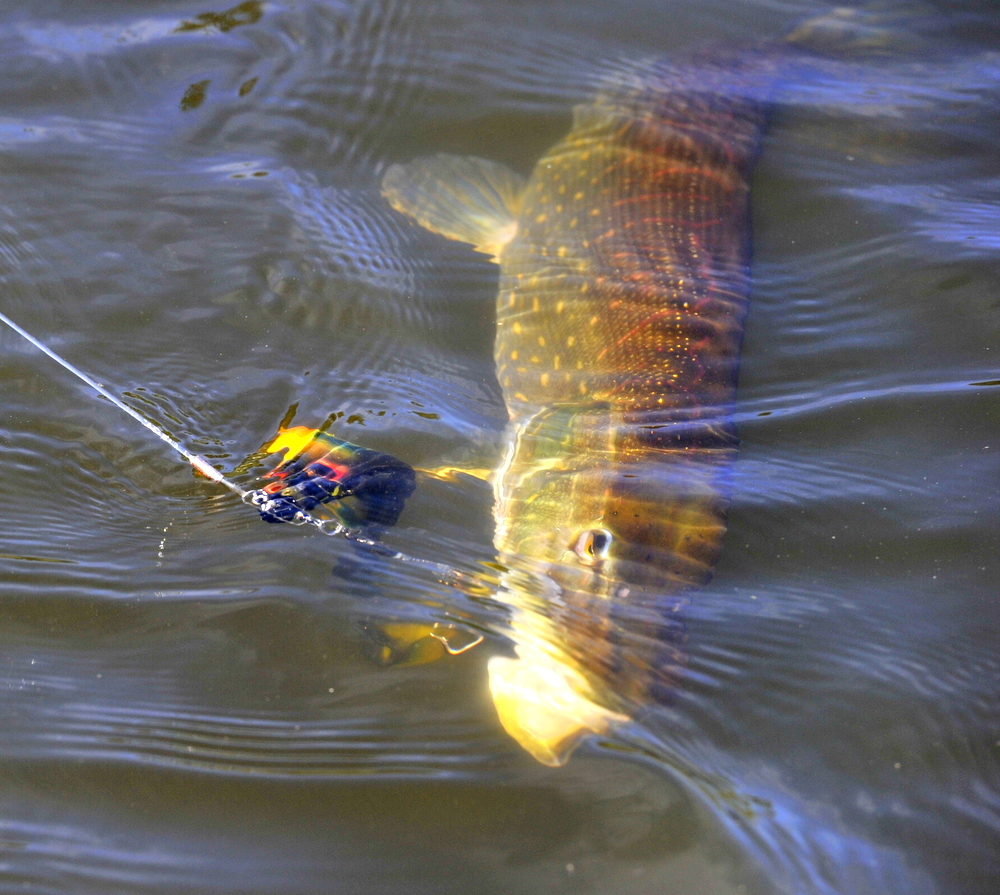 Hvordan rigger jeg en shadd. (video)