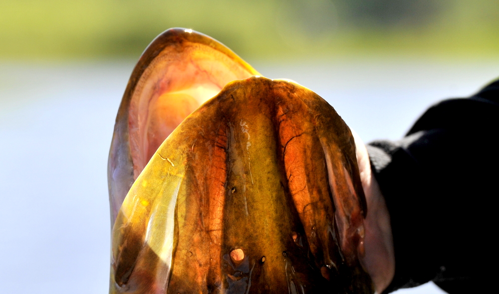 Et nytt heftig gjedderace.