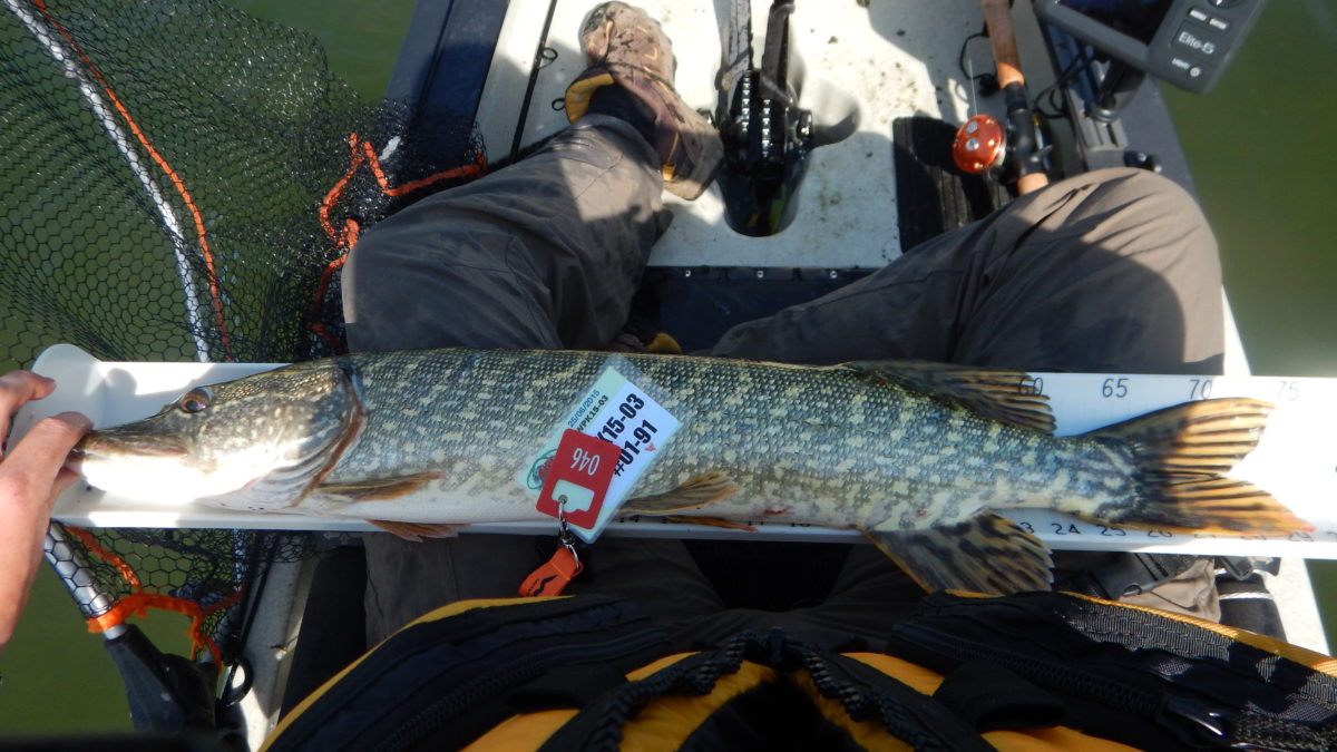 Fersk rapport fra WPC kajakk open av Dan.