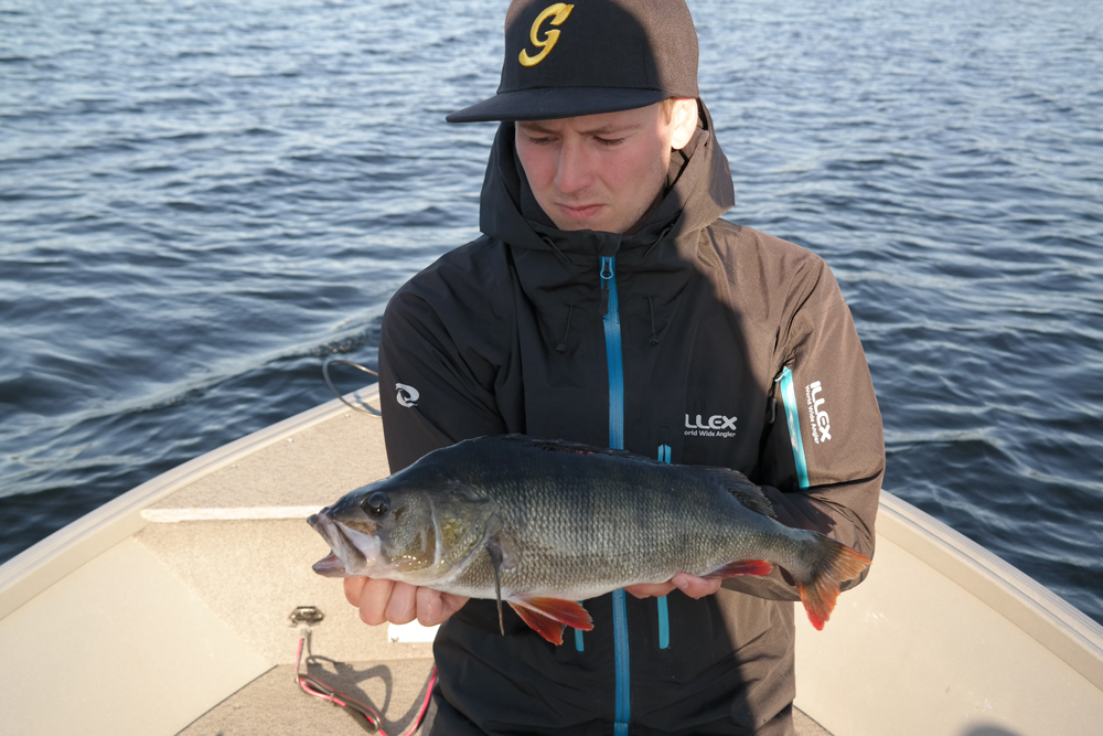 Abborre x2 Linus Storm