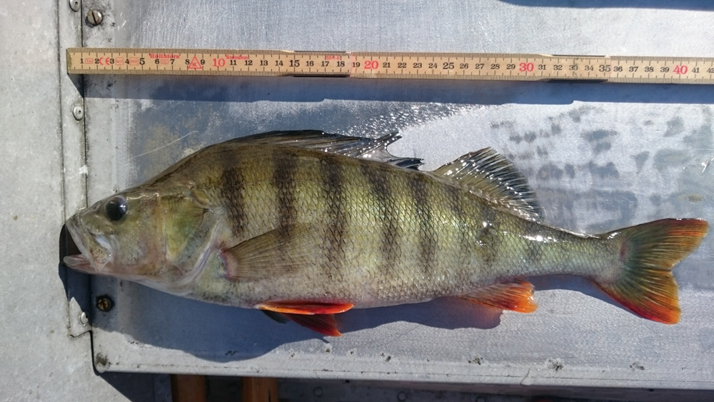 Tor Arne Berger byter ut en fisk